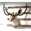 Image 1 : Caribou Shoulder Mount