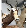 Blesbok Taxidermy Shoulder Mount