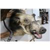 Image 1 : Wild Boar Taxidermy Shoulder Mount