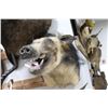 Image 2 : Wild Boar Taxidermy Shoulder Mount