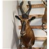 Image 1 : Hartebeest Taxidermy Shoulder Mount
