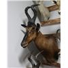 Image 2 : Hartebeest Taxidermy Shoulder Mount
