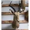 Image 1 : Impala Taxidermy Shoulder Mount