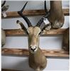 Image 2 : Impala Taxidermy Shoulder Mount