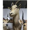 Image 1 : White Blesbok Taxidermy Shoulder Mount