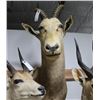 Image 2 : White Blesbok Taxidermy Shoulder Mount