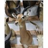 Image 1 : Impala Taxidermy Shoulder Mount