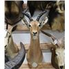 Image 2 : Impala Taxidermy Shoulder Mount