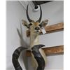 Image 1 : Reedbuck Taxidermy Shoulder Mount