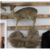 Klipspringer Taxidermy Full Mount