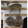 Image 2 : Klipspringer Taxidermy Full Mount