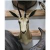 Image 2 : Springbuck Taxidermy Shoulder Mount