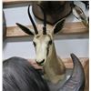 Hartebeest Taxidermy Shoulder Mount