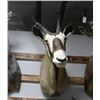 Gemsbok Taxidermy Shoulder Mount