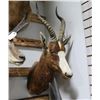 Blesbok Taxidermy Shoulder Mount
