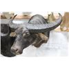 Water Buffalo Shoulder Mount