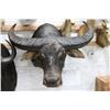 Image 2 : Water Buffalo Shoulder Mount