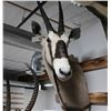 Gemsbok Taxidermy Shoulder Mount