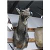 Nilgai Taxidermy Shoulder Mount