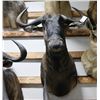Image 1 : Blue Wildebeest Taxidermy Shoulder Mount