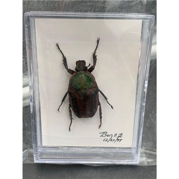 Pinned Beetle