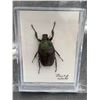 Image 1 : Pinned Beetle