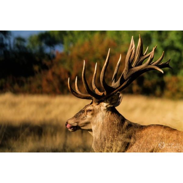 New Zealand Red Stag Hunt for 6 Hunters - Complimentary Long Range Goat Cull Hunt