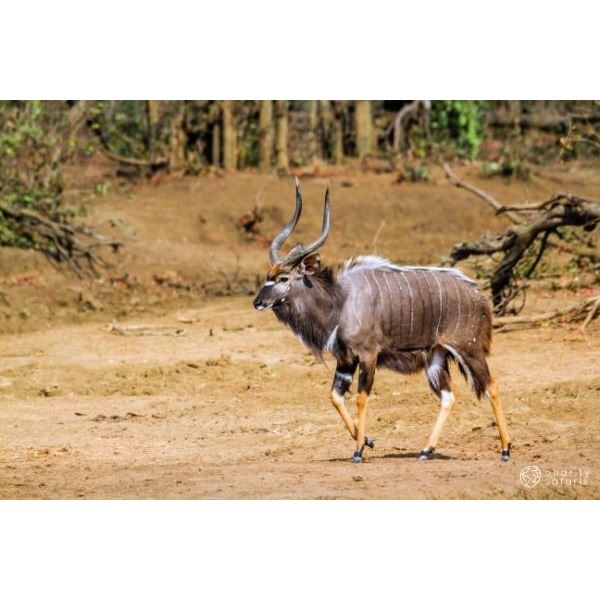 South Africa Plains Game Hunt for 6 Hunters - $2,000 trophy Fee Credit Per Hunter