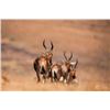 Image 9 : South Africa Plains Game Hunt for 6 Hunters - $2,000 trophy Fee Credit Per Hunter