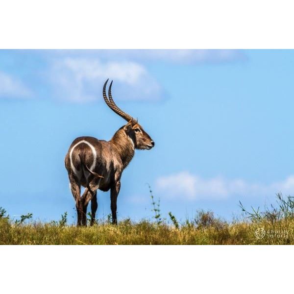 South Africa Plains Game Hunt for 6 Hunters - Two complimentary Trophy Animals per Hunter