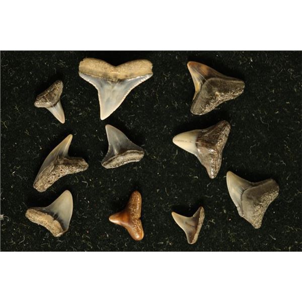 10 SHARKS TEETH FROM THE MIOCENE ERA FOUND