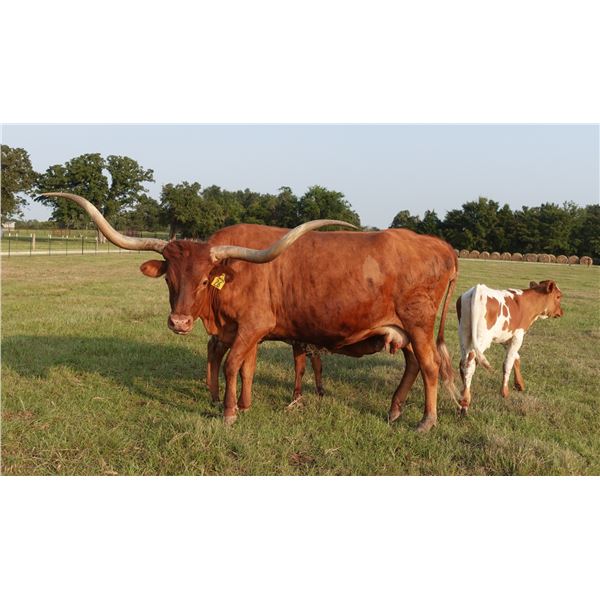 TCR Perfect Temptress