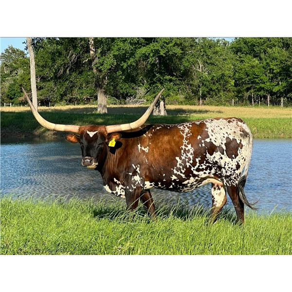 BWD TEXAS JEMIMA