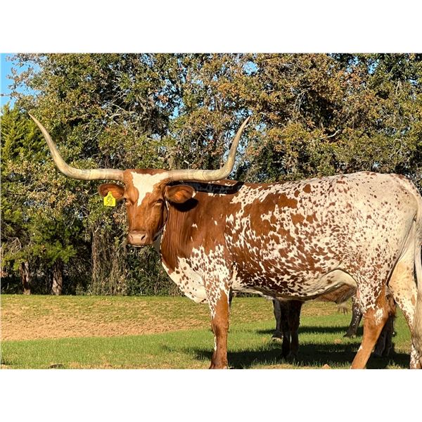 BWD LADY BROKEN ARROW