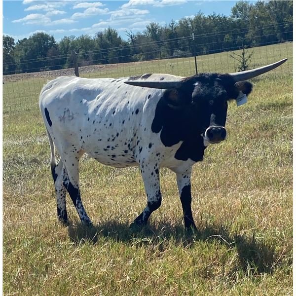 CRL Comanche Smokin Onyx