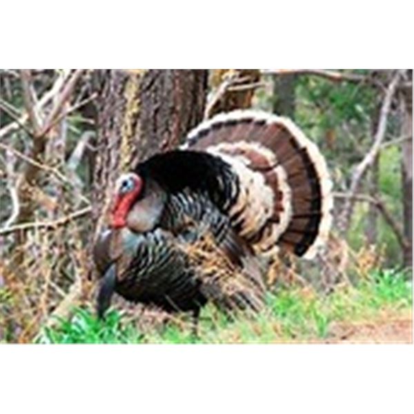 GOULDS TURKEY FOR 2
