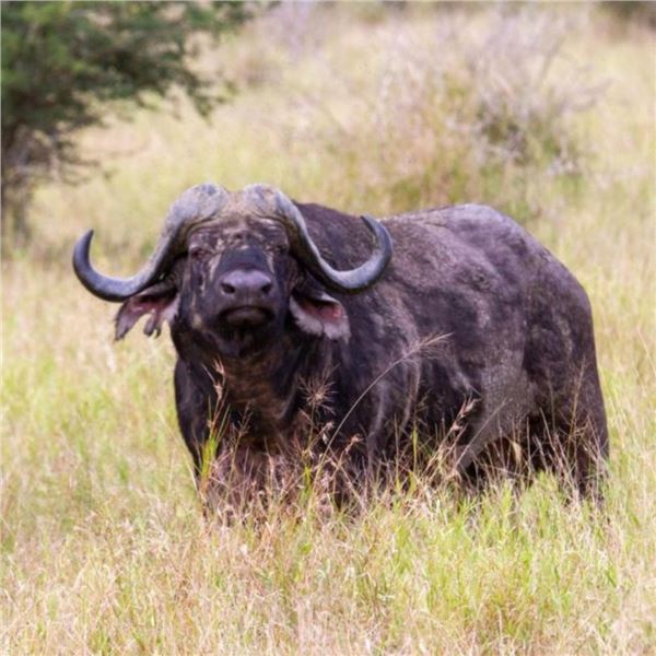 FIRST SAFARI?  HERE IS YOUR ANSWER