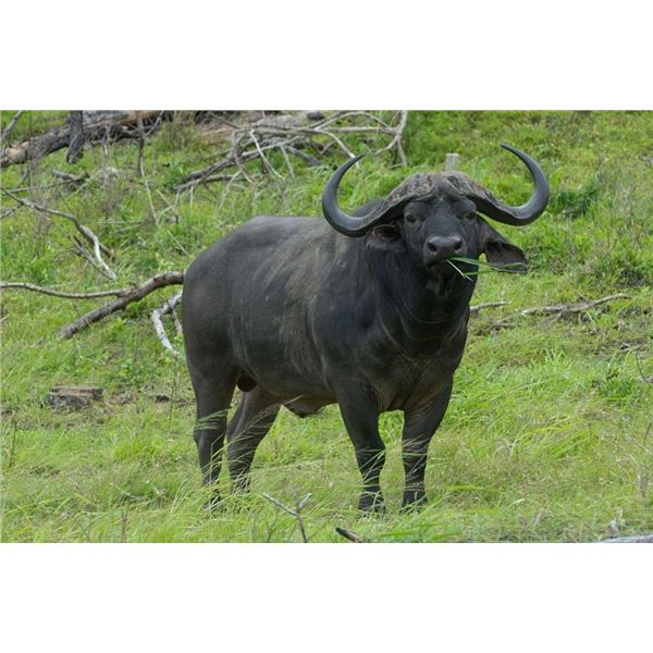CAPE BUFFALO