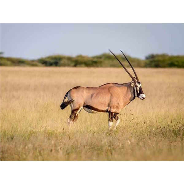 3 GEMSBUCK FOR 3 HUNTERS