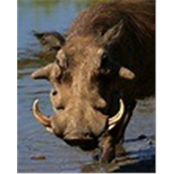 TAKE A BUDDY ON SAFARI