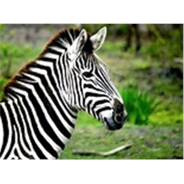 ZEBRA OR WILDEBEEST