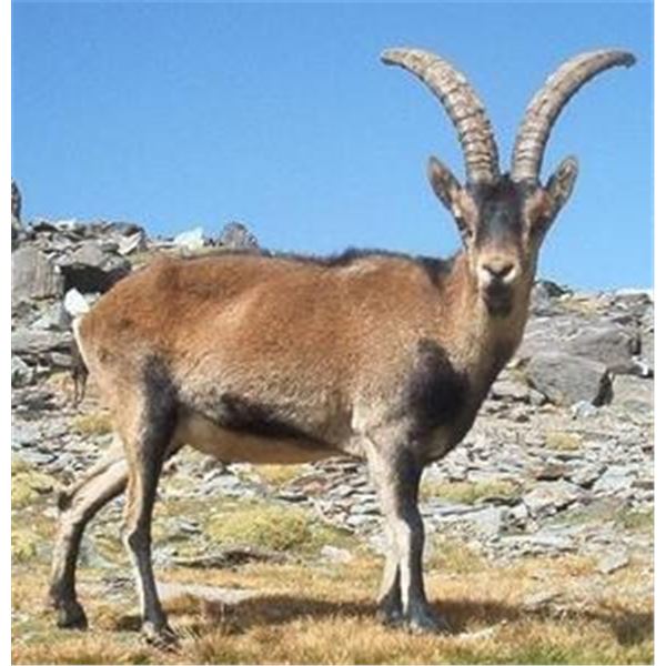 CORJU HUNTING-SOUTHEASTERN IBEX
