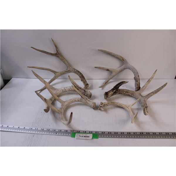 (6) Deer Shed Antlers