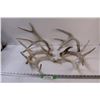 Image 1 : (6) Deer Shed Antlers