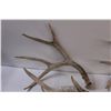 Image 2 : (6) Deer Shed Antlers