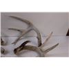 Image 3 : (6) Deer Shed Antlers