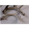 Image 4 : (6) Deer Shed Antlers