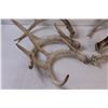 Image 5 : (6) Deer Shed Antlers