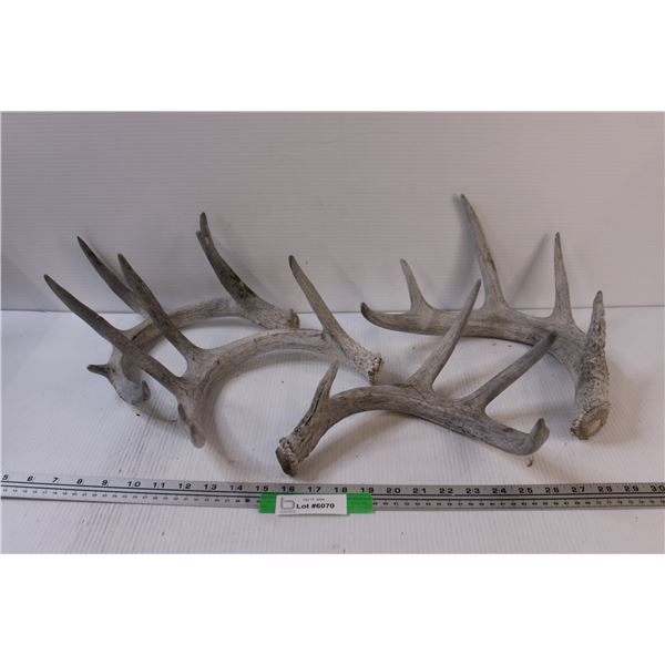 (4) Deer Shed Antlers