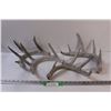 Image 1 : (4) Deer Shed Antlers